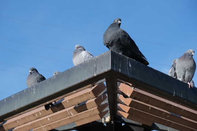鳩被害の再発