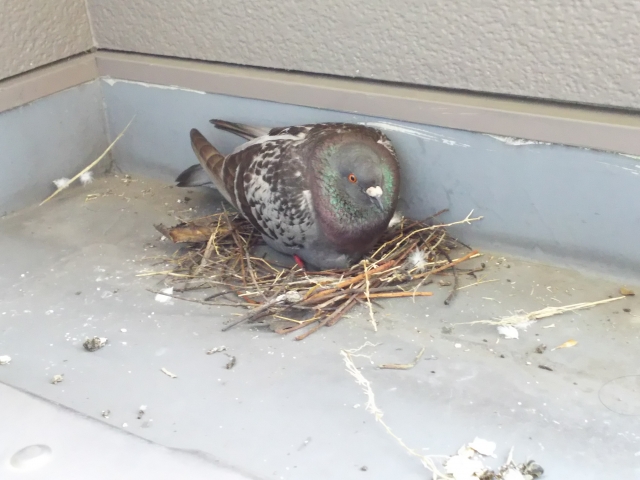ベランダの鳩被害