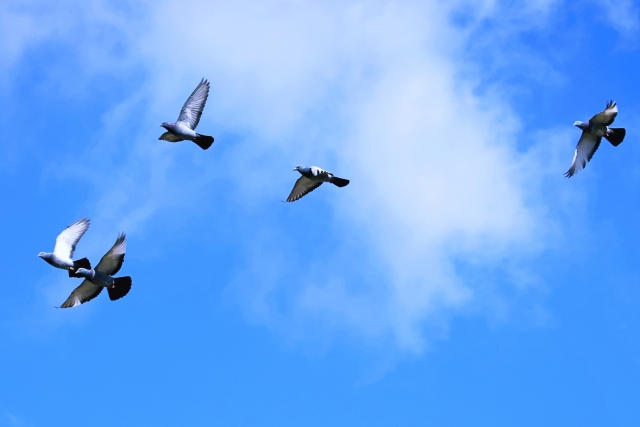 鳩対策のイメージ