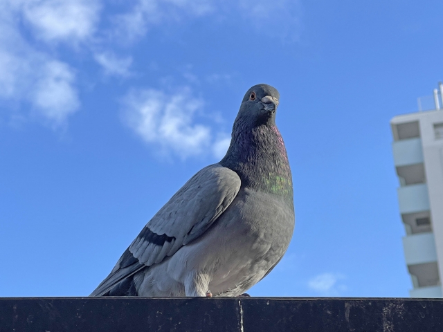 鳩駆除のイメージ
